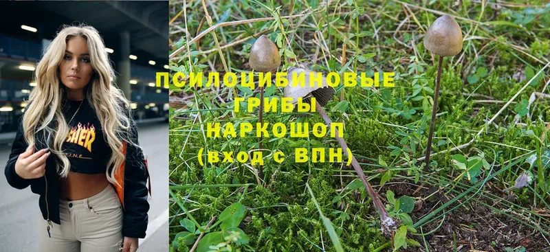 Псилоцибиновые грибы Psilocybe  Губаха 